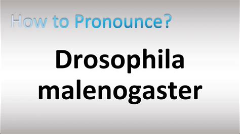 drosophila melanogaster pronunciation|emma say drosophila.